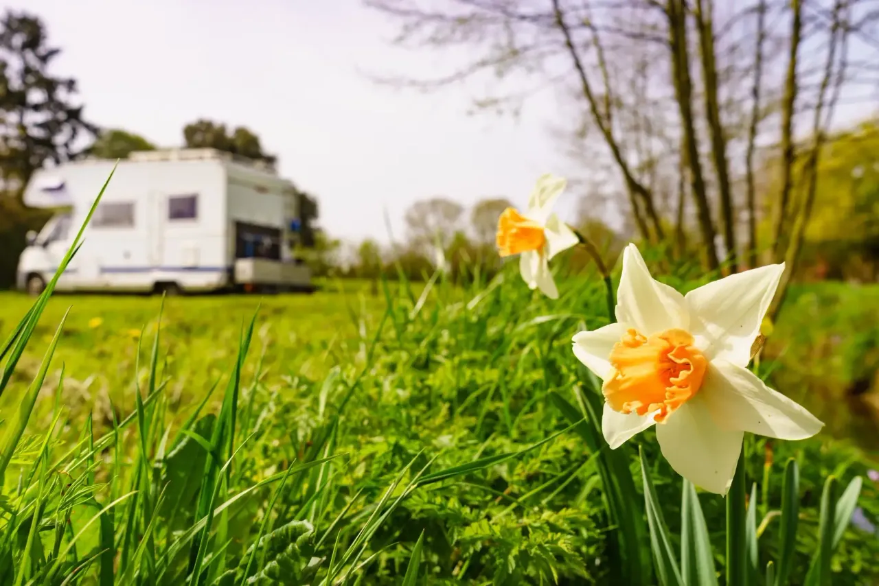 An RV parked in the distance in a campground. There are large yellow and orange daffodils blooming from the ground due to Spring.